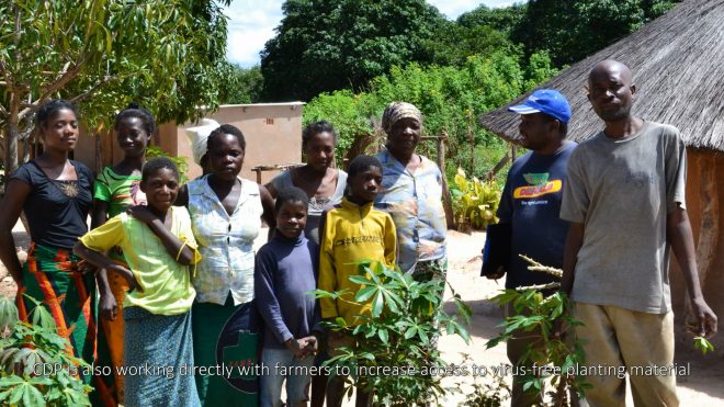How the Cassava Diagnostics Project has improved cassava seed classification and supported clean systems for farmers