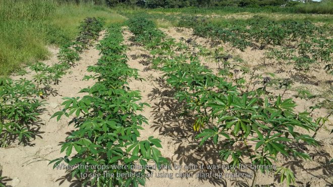 How the Cassava Diagnostics Project has worked directly with farmers to stop the spread of infected planting material