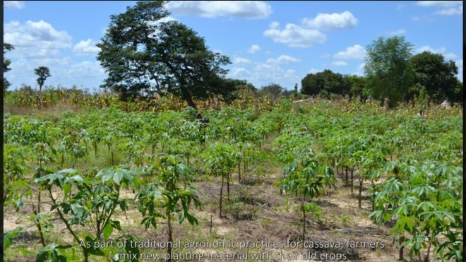 How the Cassava Diagnostics Project improved agronomic practices to help farmers end the cycle of infection in their crops
