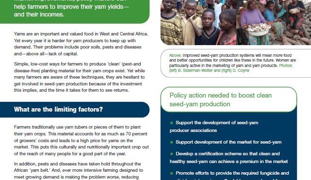 Credit for success: seed yam production systems