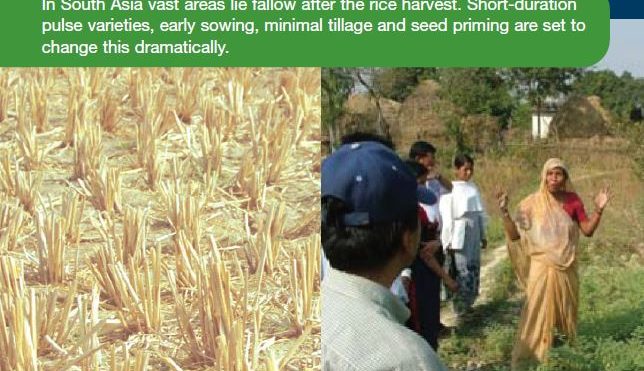 Profitable pulse crops transform rice fallows
