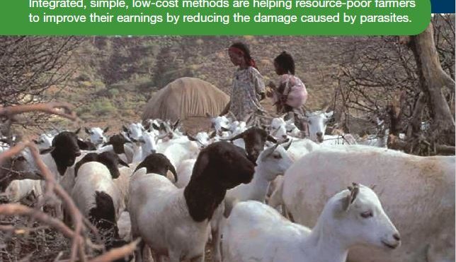 Combating damaging parasites in goats and sheep