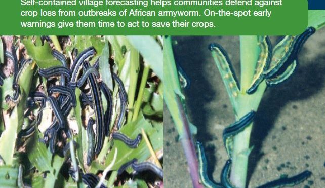 Community-based armyworm forecasting saves crops