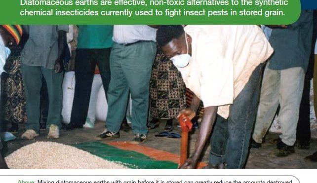 Controlling insect pests in stored grain