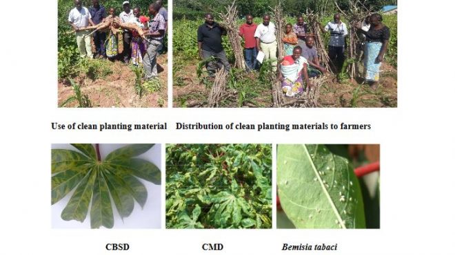 Disease Diagnostics Project: managing cassava virus diseases in Kenya