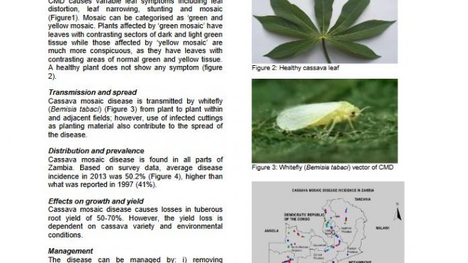Cassava mosaic disease: symptom recognition, distribution and management