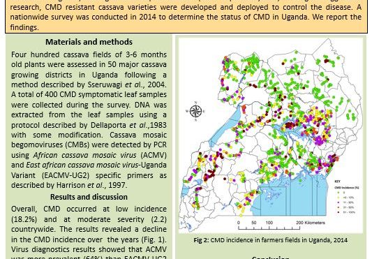 Post-epidemic cassava mosaic disease status in Uganda
