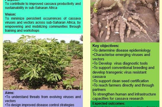 Disease Diagnostics Project for Sustainable Cassava Productivity in Africa