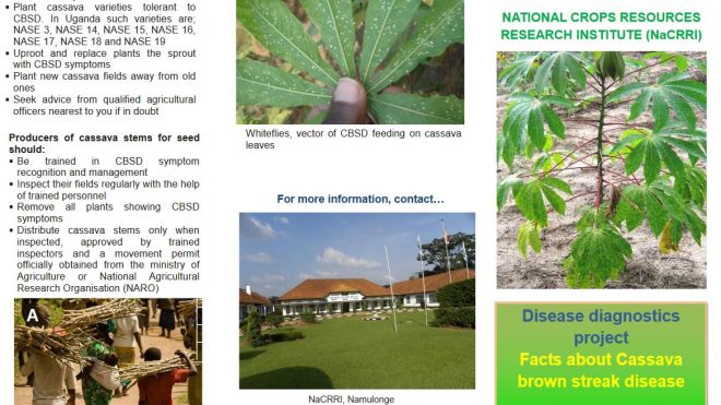 Disease Diagnostics Project: facts about cassava brown streak disease
