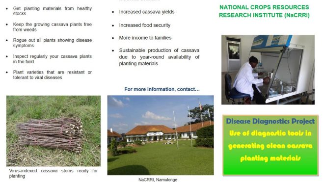 Disease Diagnostics Project: use of diagnostic tools in generating clean cassava planting materials