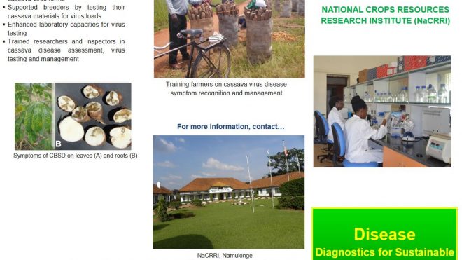Disease Diagnostics for Sustainable Cassava Productivity in Africa project brochure