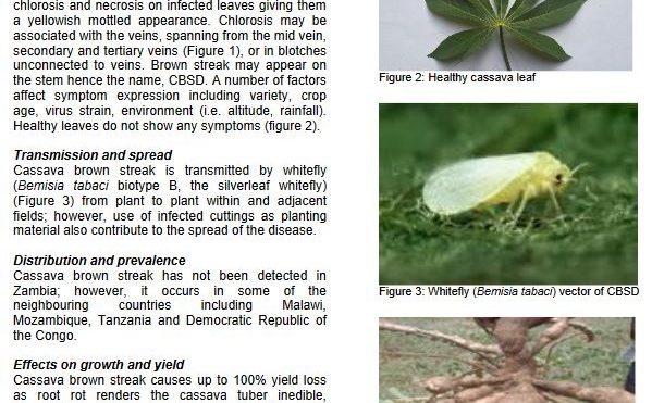 Cassava brown streak disease: symptom recognition and management