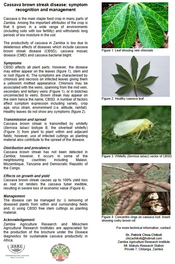 Cassava brown streak disease: symptom recognition and management ...