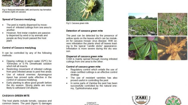 Insect pests and diseases of cassava