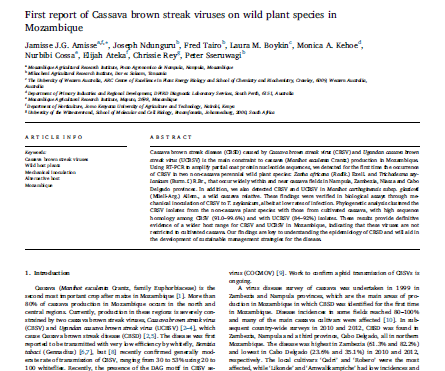 First report of cassava brown streak viruses on wild plant species in Mozambique
