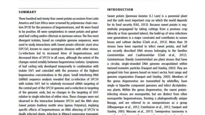 Synergistic interactions of begomoviruses with Sweet potato chlorotic stunt virus (genus Crinivirus) in sweet potato (Ipomoea batatas L.)