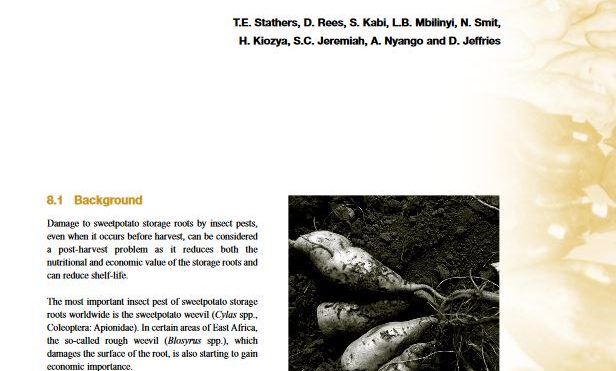 Damage to storage roots by insect pests