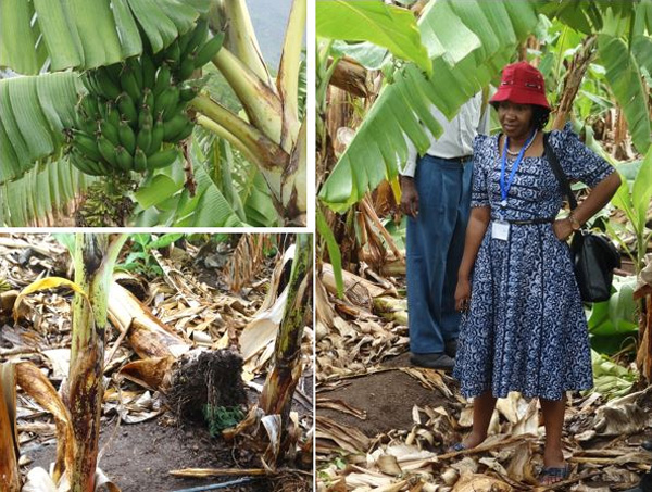 Tanzania’s banana parasite problem: Promising research from Dr Nessie Luambano’s team